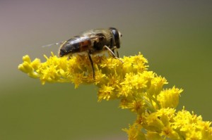 Bienen bei der Arbeit