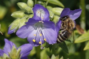 Bienen bei der Arbeit  2