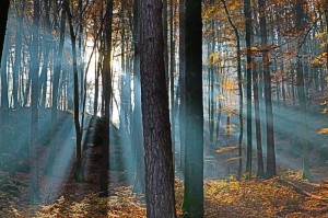 Lichtspiele im Wald