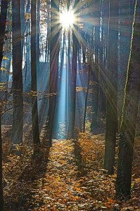 Lichtspiele im Wald 2