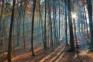 Lichtspiele im Wald 3